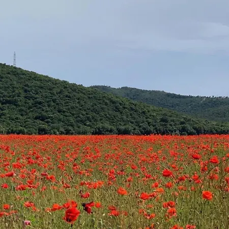 La Cigale Varoise - La
