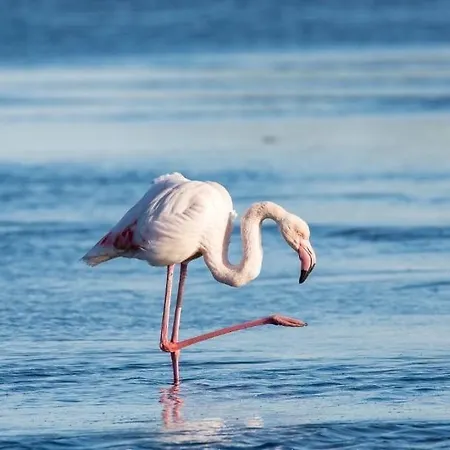 La Cigale Varoise - La Appartement *