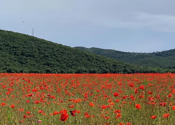 La Cigale Varoise - La