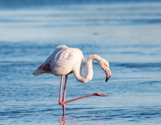 La Cigale Varoise - La Apartment *